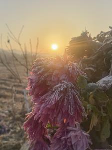 花开花落电子书
